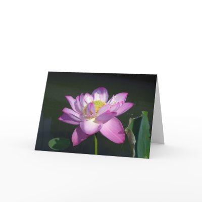 Pink Lotus Flower Greeting Cards by MovingLight