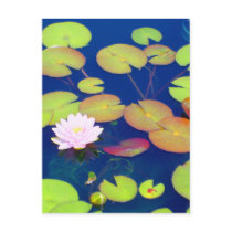 Pink Lotus Flower floating with lily pads on pond Postcards