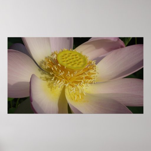Pink Lotus Flower Poster Print