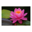 Pink Lotus Flower Print