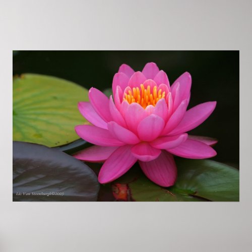 Pink Lotus Flower Print print