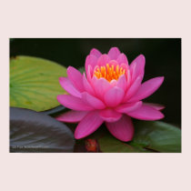Pink Lotus Flower Print