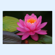 Pink Lotus Flower Print posters