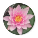 Pink Lotus Magnet by loveinvented Pink Lotus Magnet