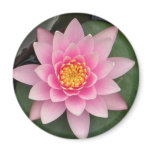 Pink Lotus Magnet