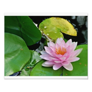 Pink Lotus