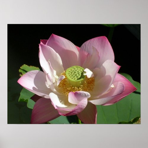 Pink Lotus print