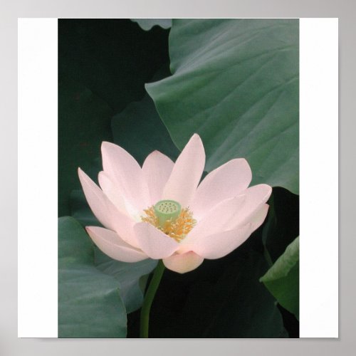 Pink Lotus print