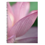 Pink Lotus notebooks