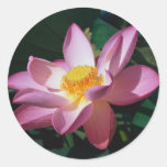 Pink Lotus Sticker