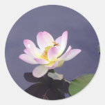 Pink Lotus with Dragon Fly Round Stickers