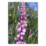 Pink Lupine 1 Greeting Card