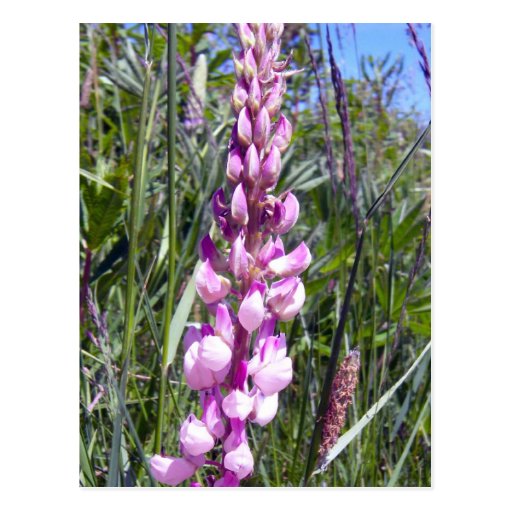 Pink Lupine 1 Postcard