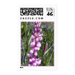 Pink Lupine 1 Stamp