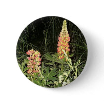 Pink Lupine Flowers in Maine buttons by eelkat Pink Lupine Flowers in Maine buttons