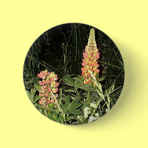 Pink Lupine Flowers in Maine buttons