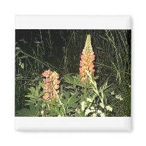 Pink Lupine Flowers in Maine magnets by eelkat Pink Lupine Flowers in Maine magnets