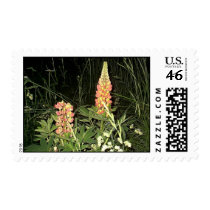 Pink Lupine Flowers in Maine Postage Stamp