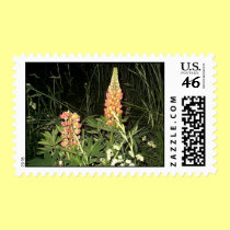Pink Lupine Flowers in Maine postage