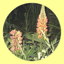 Pink Lupine Flowers in Maine stickers