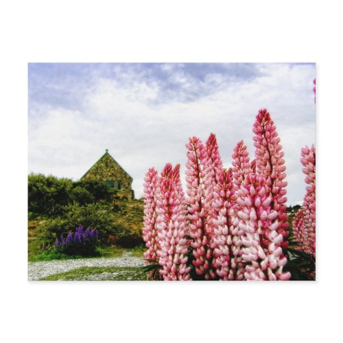 Pink Lupins @ Lake Tekapo New Zealand Postcard postcard