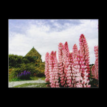 Pink Lupins @ Lake Tekapo New Zealand Postcard