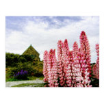 Pink Lupins @ Lake Tekapo New Zealand Postcard