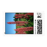 Pink Lupins Postage Stamps