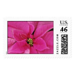 Pink Madness stamp