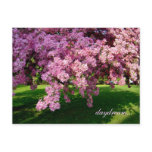 Pink Magic Postcard