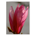 Pink Magnolia Card