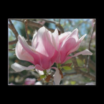 Pink Magnolia Flower Photo Postcard