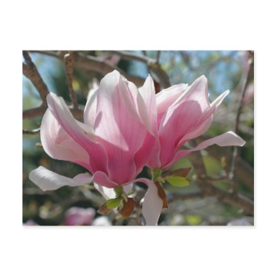 Pink Magnolia Flower Photo Postcard by SmilinEyesTreasures