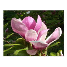 Pink Magnolia Flower Postcard