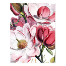 Pink Magnolia Flowers Postcard