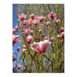 pink, magnolia, print, poster
