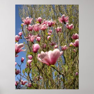 Pink Magnolia Print print