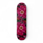 Pink Meidiland (tm) Shrub Rose 'Meipoque' Roses Skate Decks