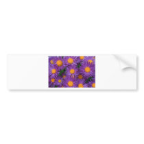 Pink Michaelmas Daisy bumper stickers