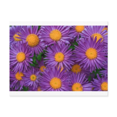michelmasdaisy