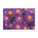Pink Michaelmas Daisy postcards by Ljrigg Pink Michaelmas Daisy postcards