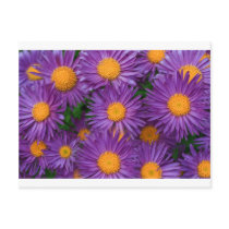 Pink Michaelmas Daisy postcards by Ljrigg Pink Michaelmas Daisy postcards