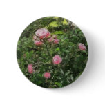 Pink Miniature Roses 1 Pink Miniature Roses 1