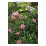 Pink Miniature Roses 1 Pink Miniature Roses 1