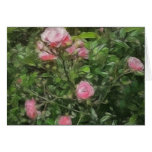 Pink Miniature Roses 1 Pink Miniature Roses 1