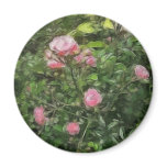 Pink Miniature Roses 1 Pink Miniature Roses 1