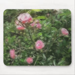 Pink Miniature Roses 1 Pink Miniature Roses 1