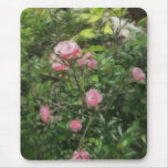 Pink Miniature Roses 1 Pink Miniature Roses 1