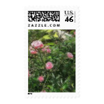 Pink Miniature Roses 1 Pink Miniature Roses 1