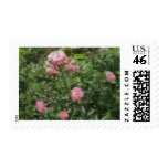Pink Miniature Roses 1 Pink Miniature Roses 1